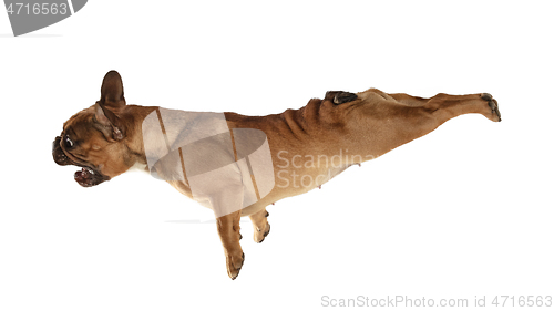 Image of Young brown French Bulldog playing isolated on white studio background