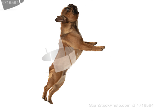 Image of Young brown French Bulldog playing isolated on white studio background