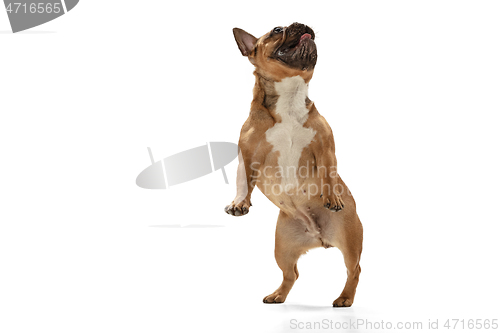 Image of Young brown French Bulldog playing isolated on white studio background