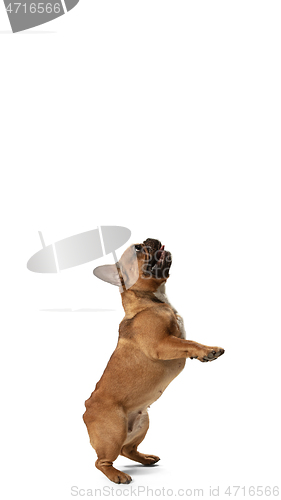 Image of Young brown French Bulldog playing isolated on white studio background