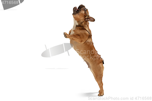 Image of Young brown French Bulldog playing isolated on white studio background