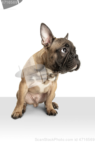 Image of Young brown French Bulldog playing isolated on white studio background