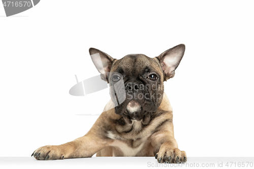 Image of Young brown French Bulldog playing isolated on white studio background