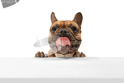 Image of Young brown French Bulldog playing isolated on white studio background