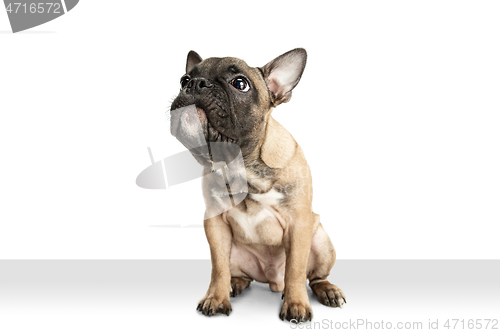 Image of Young brown French Bulldog playing isolated on white studio background