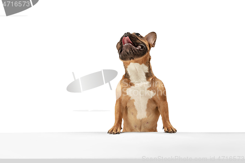 Image of Young brown French Bulldog playing isolated on white studio background