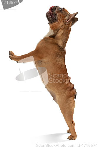 Image of Young brown French Bulldog playing isolated on white studio background