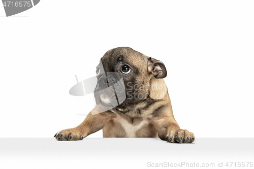 Image of Young brown French Bulldog playing isolated on white studio background