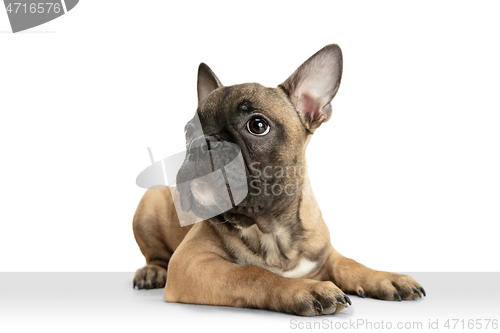 Image of Young brown French Bulldog playing isolated on white studio background