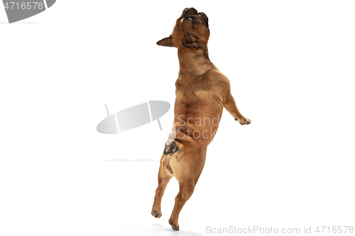 Image of Young brown French Bulldog playing isolated on white studio background