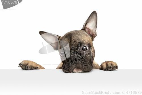 Image of Young brown French Bulldog playing isolated on white studio background