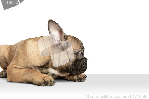 Image of Young brown French Bulldog playing isolated on white studio background