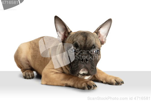 Image of Young brown French Bulldog playing isolated on white studio background