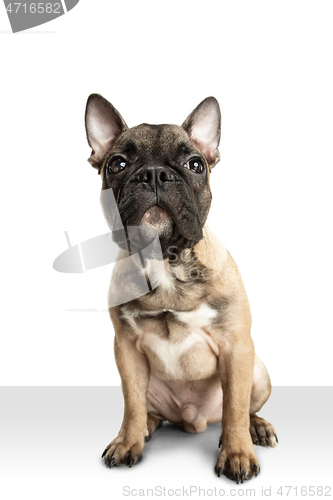 Image of Young brown French Bulldog playing isolated on white studio background