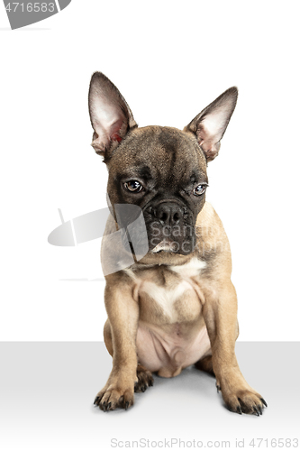 Image of Young brown French Bulldog playing isolated on white studio background