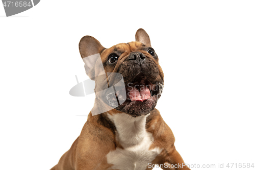 Image of Young brown French Bulldog playing isolated on white studio background