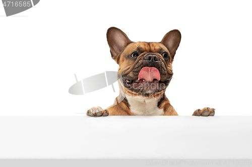 Image of Young brown French Bulldog playing isolated on white studio background