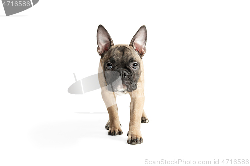 Image of Young brown French Bulldog playing isolated on white studio background