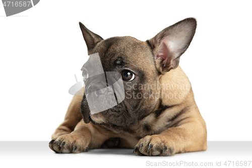 Image of Young brown French Bulldog playing isolated on white studio background