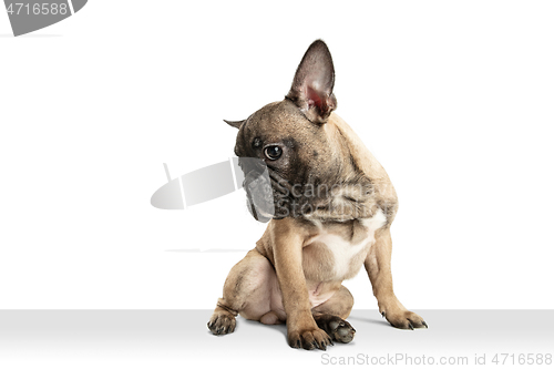 Image of Young brown French Bulldog playing isolated on white studio background