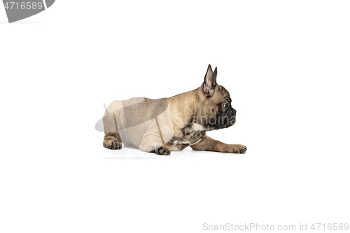 Image of Young brown French Bulldog playing isolated on white studio background