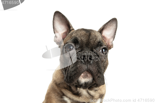 Image of Young brown French Bulldog playing isolated on white studio background