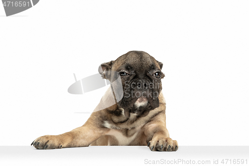 Image of Young brown French Bulldog playing isolated on white studio background