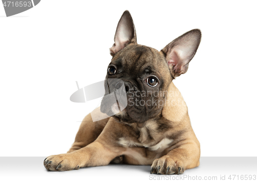 Image of Young brown French Bulldog playing isolated on white studio background