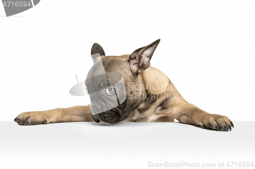 Image of Young brown French Bulldog playing isolated on white studio background