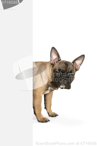 Image of Young brown French Bulldog playing isolated on white studio background