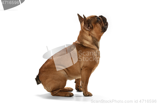 Image of Young brown French Bulldog playing isolated on white studio background