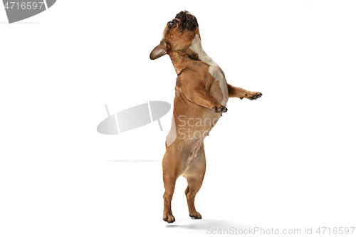 Image of Young brown French Bulldog playing isolated on white studio background