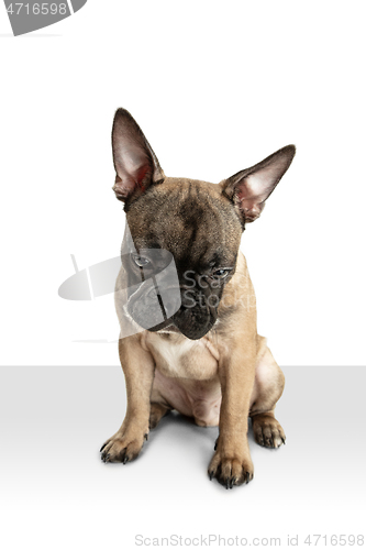 Image of Young brown French Bulldog playing isolated on white studio background