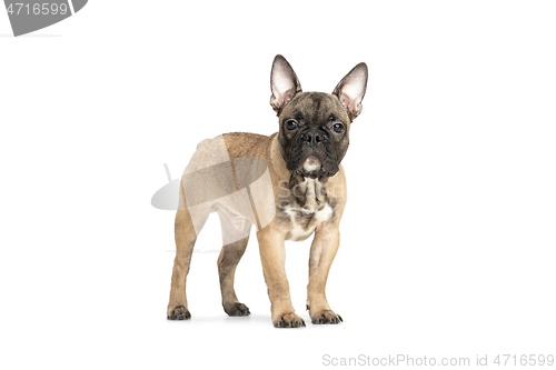 Image of Young brown French Bulldog playing isolated on white studio background