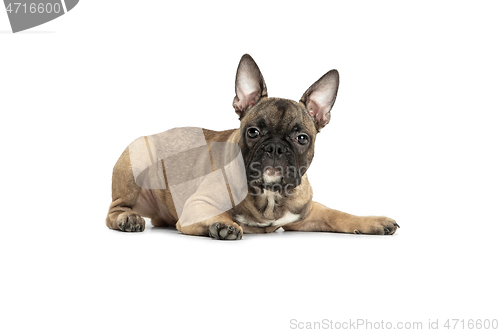 Image of Young brown French Bulldog playing isolated on white studio background