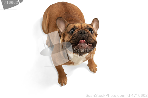 Image of Young brown French Bulldog playing isolated on white studio background