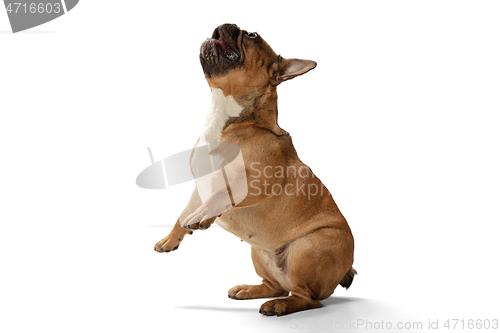 Image of Young brown French Bulldog playing isolated on white studio background