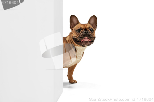 Image of Young brown French Bulldog playing isolated on white studio background