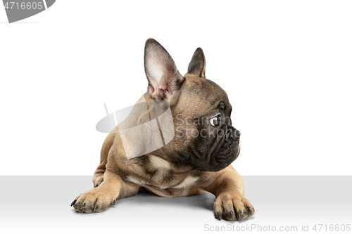 Image of Young brown French Bulldog playing isolated on white studio background