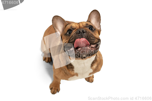 Image of Young brown French Bulldog playing isolated on white studio background