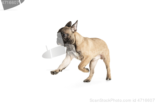 Image of Young brown French Bulldog playing isolated on white studio background