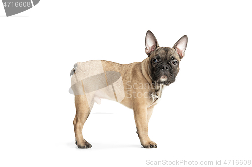 Image of Young brown French Bulldog playing isolated on white studio background