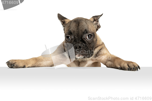 Image of Young brown French Bulldog playing isolated on white studio background