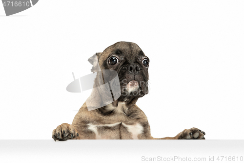 Image of Young brown French Bulldog playing isolated on white studio background