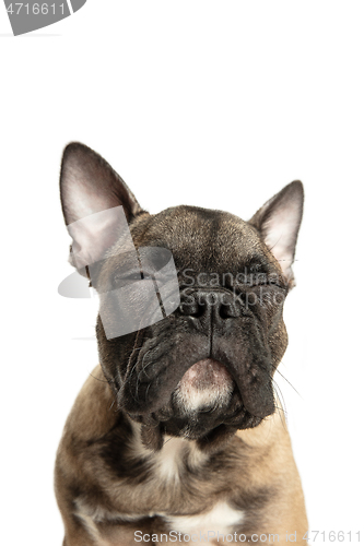 Image of Young brown French Bulldog playing isolated on white studio background