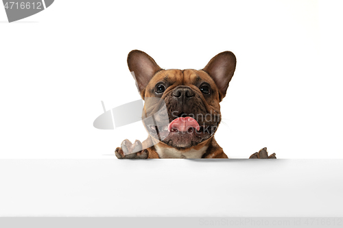 Image of Young brown French Bulldog playing isolated on white studio background