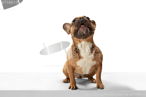 Image of Young brown French Bulldog playing isolated on white studio background