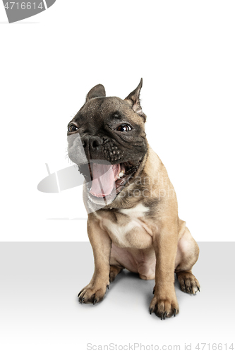 Image of Young brown French Bulldog playing isolated on white studio background