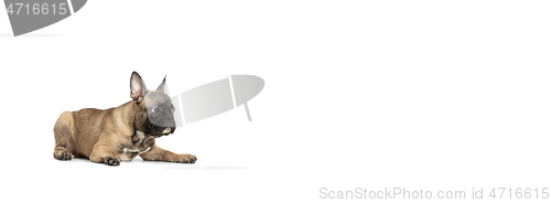 Image of Young brown French Bulldog playing isolated on white studio background