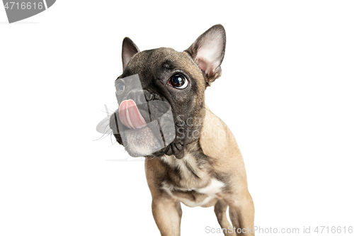 Image of Young brown French Bulldog playing isolated on white studio background